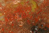 Polished Rainbow Petrified Wood (Araucarioxylon) - Arizona #147884-2